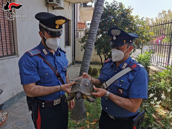 carabinieri tartaruga