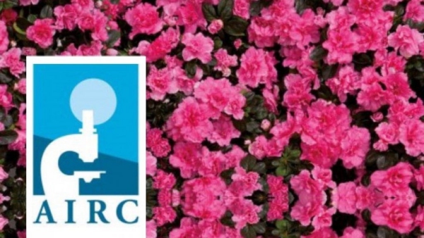 AIRC-AZALEA