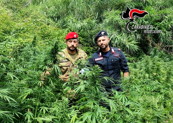 carabinierigioiatauro marijuana
