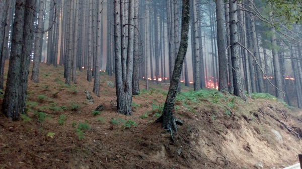 incendioboschivosila 2021