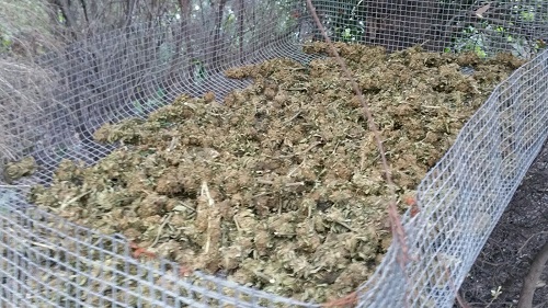 marijuana0709