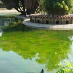 PARCO ROBINSON (36)
