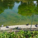 PARCO ROBINSON (43)